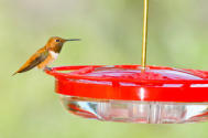 Rufous Hummingbird High-perch Hummingbird Feeder